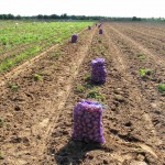Мешки с собранным картофелем в поле перед погрузкой на машину