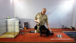 Как приучить собаку к расческе и расчесыванию шерсти