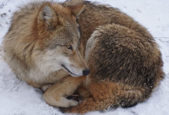 Отдыхающий волк