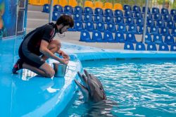 Дрессировка дельфинов