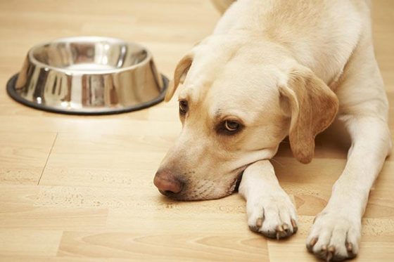 Что делать если собака не ест корм