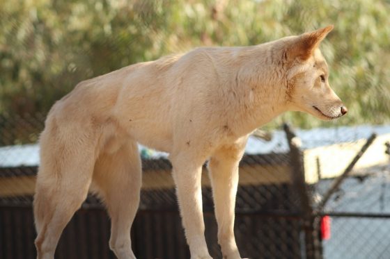 Динго (лат. Canis lupus dingo), вторично одичавшая домашняя собака, единственный плацентарный хищник в фауне Австралии до прихода европейцев. 